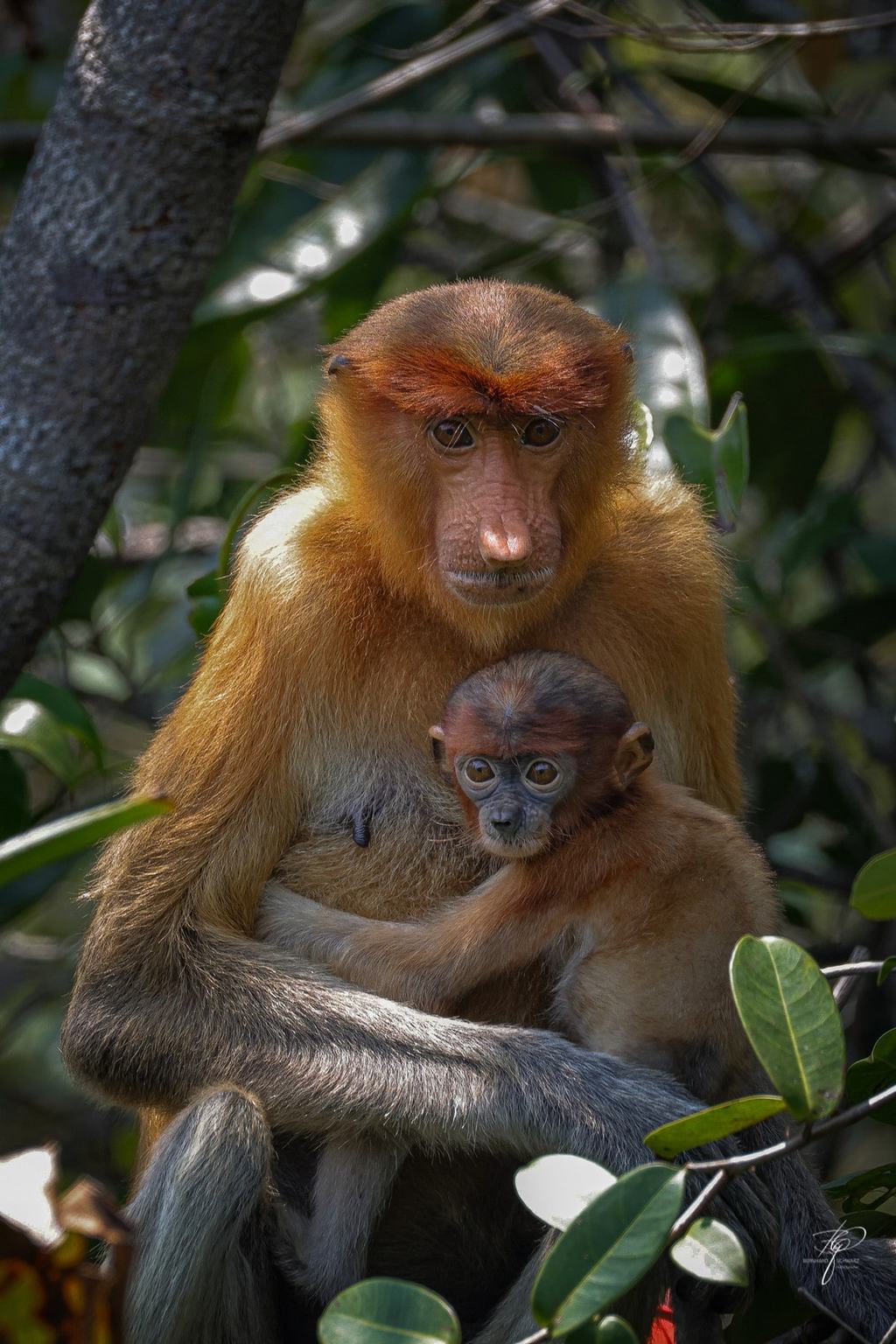 BORNEO