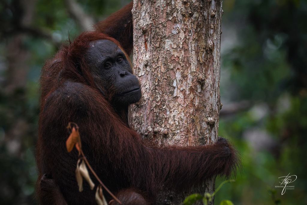 BORNEO