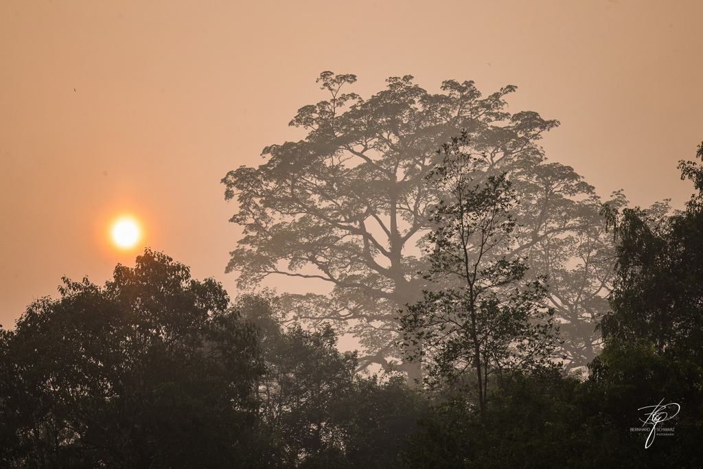 BORNEO