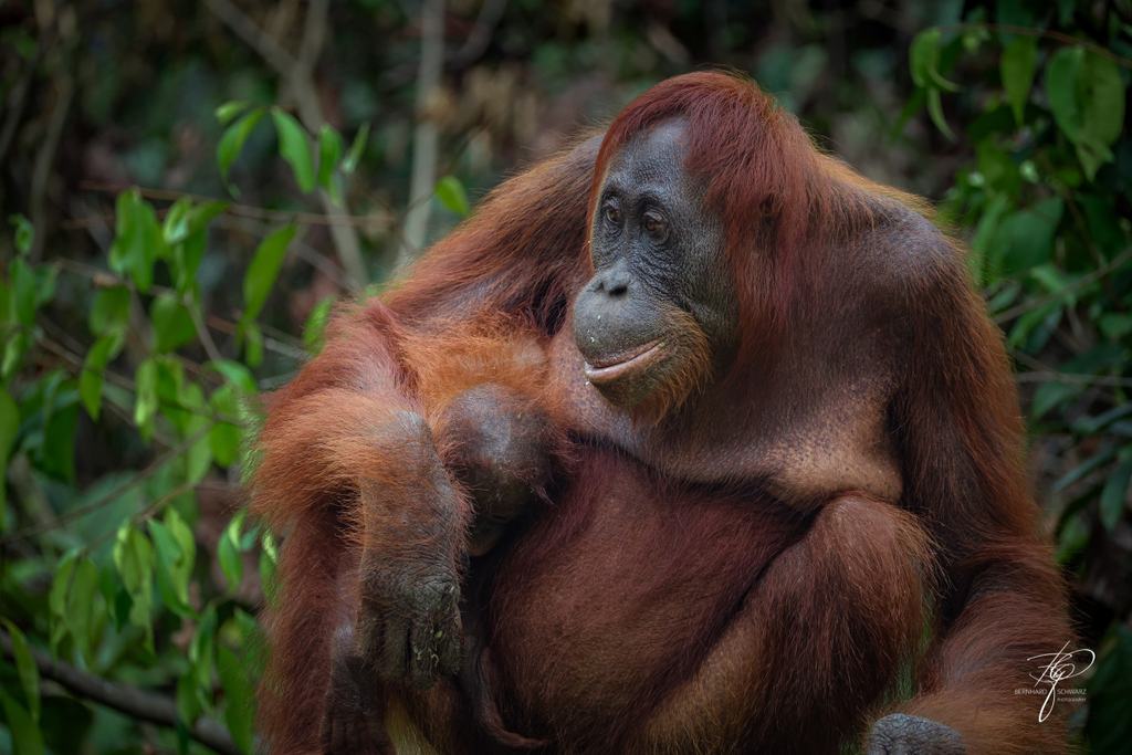 BORNEO