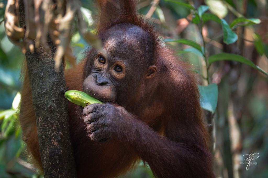 BORNEO