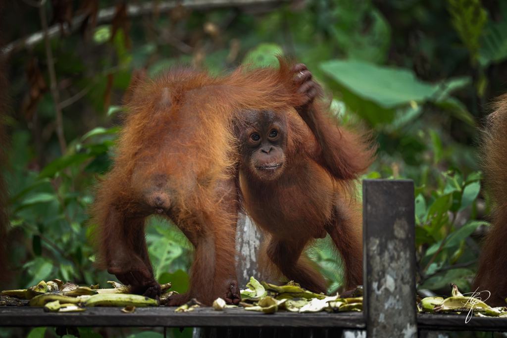 BORNEO