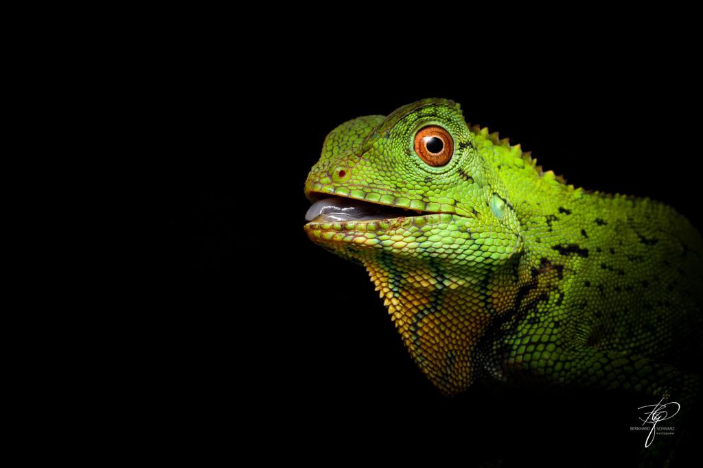 BORNEO
