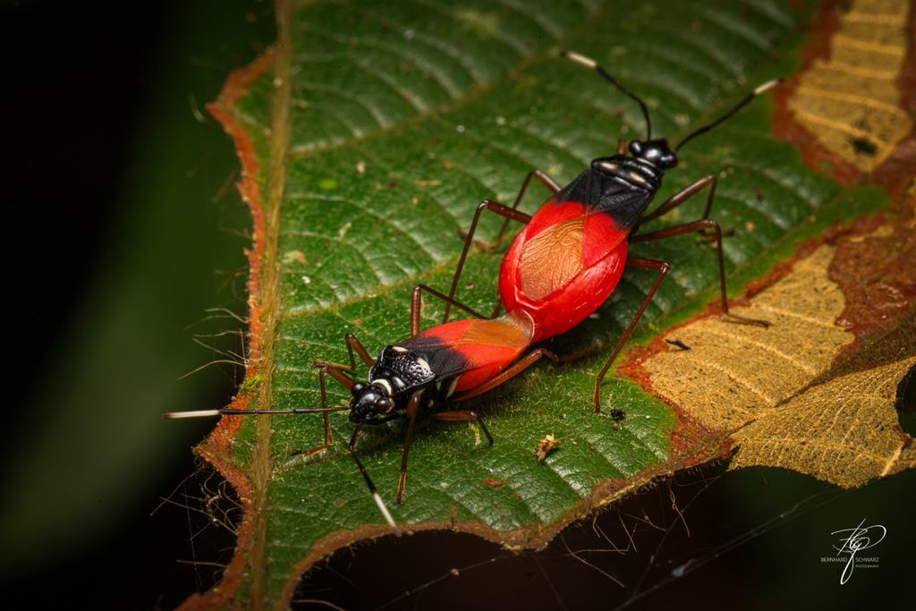 BORNEO