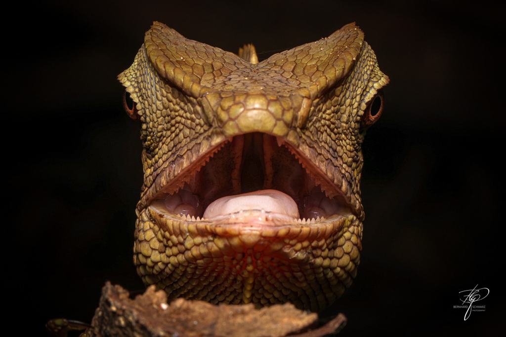 BORNEO