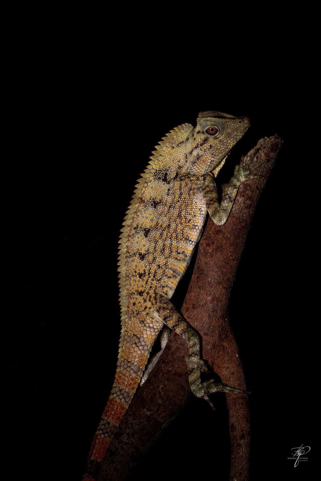 BORNEO