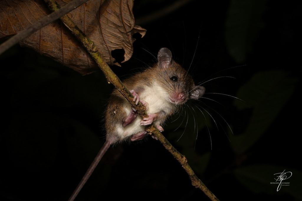 BORNEO