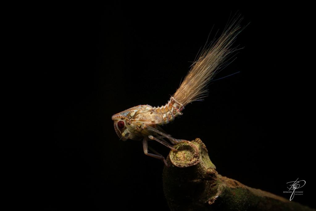 BORNEO