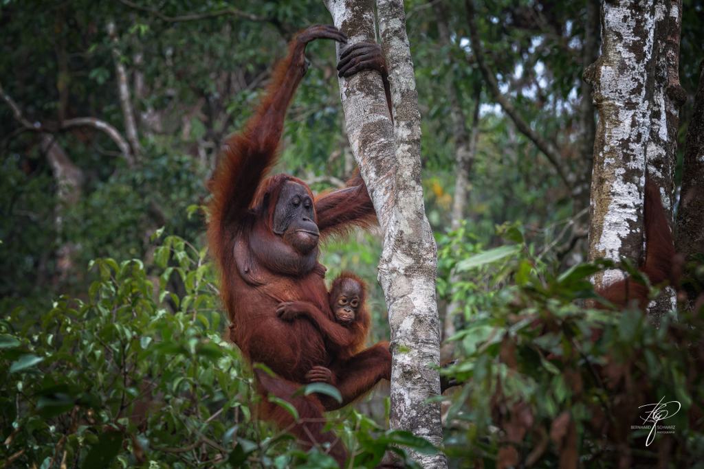 BORNEO