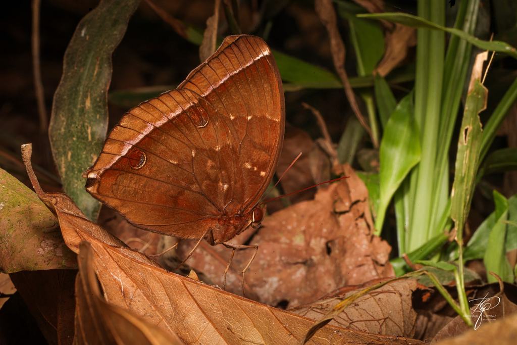 BORNEO