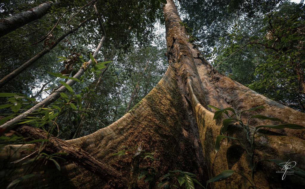 BORNEO