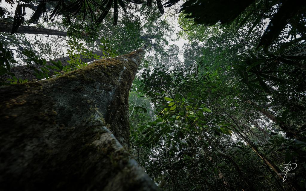 BORNEO