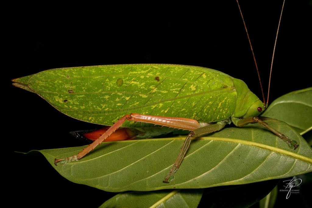 BORNEO