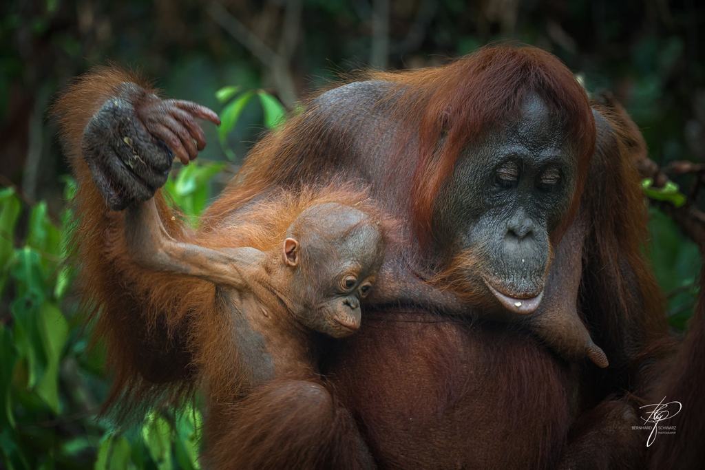 BORNEO