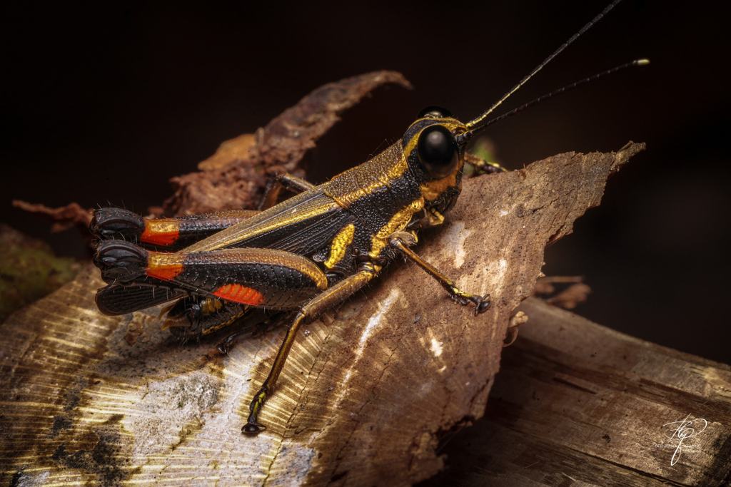 BORNEO