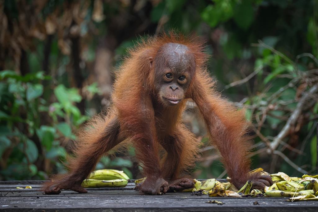 BORNEO