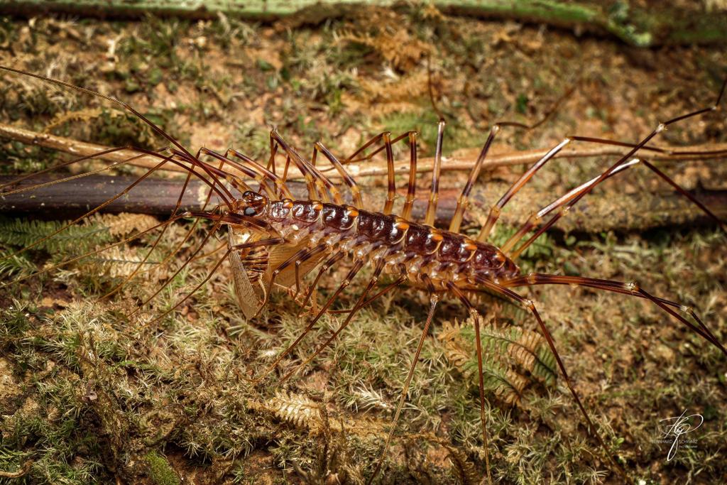 BORNEO