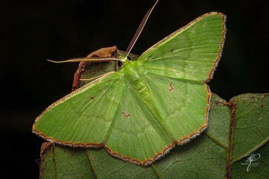 BORNEO