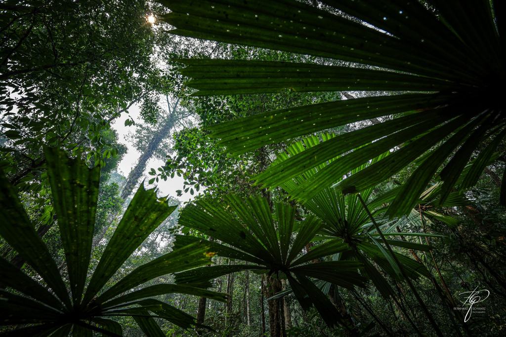 BORNEO