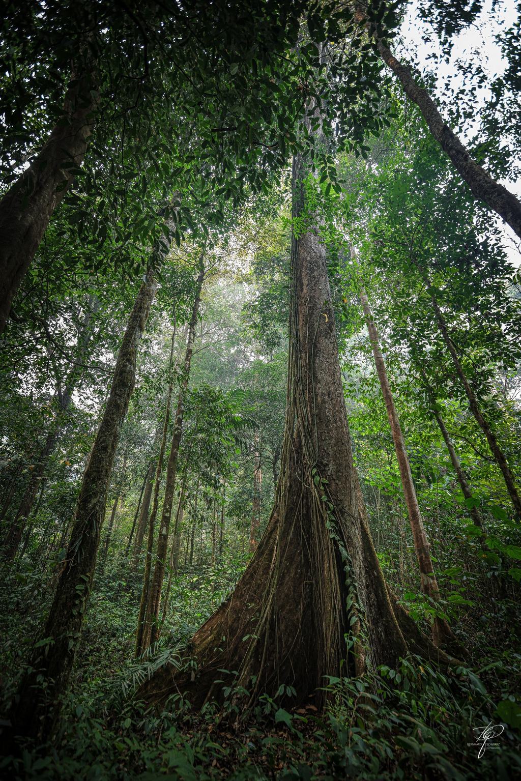 BORNEO