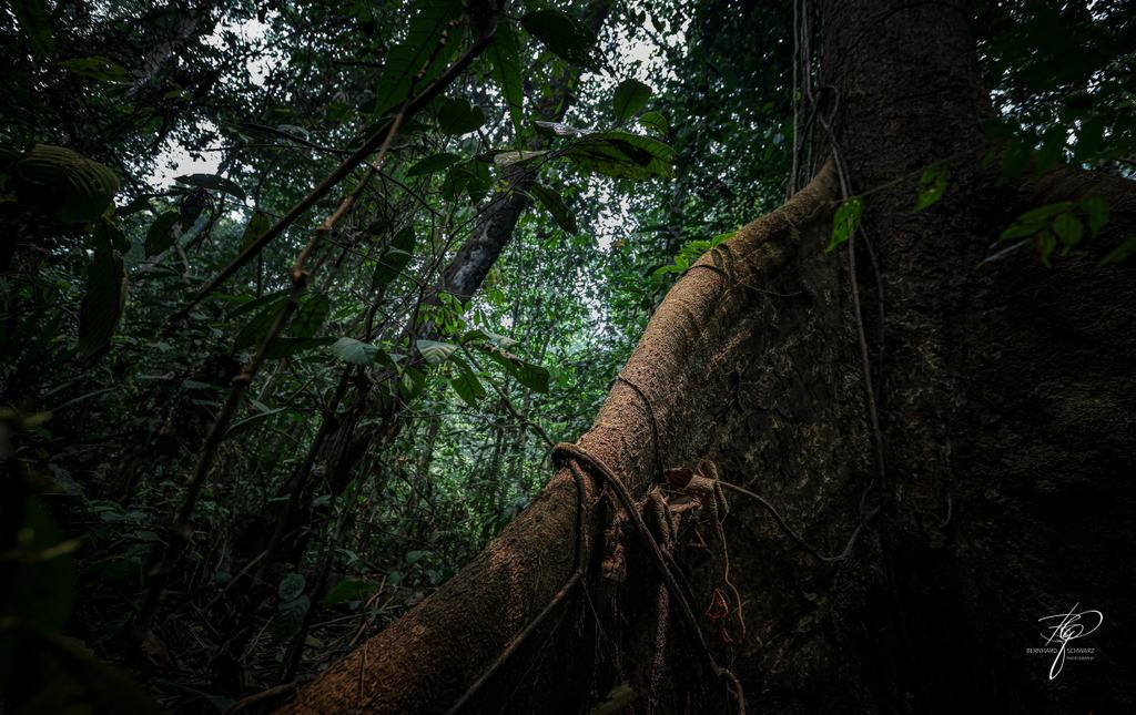 BORNEO