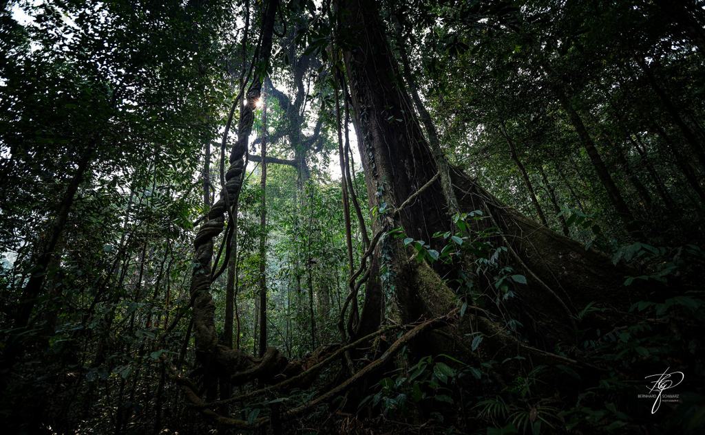 BORNEO