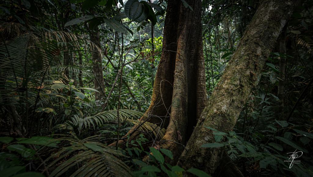 BORNEO