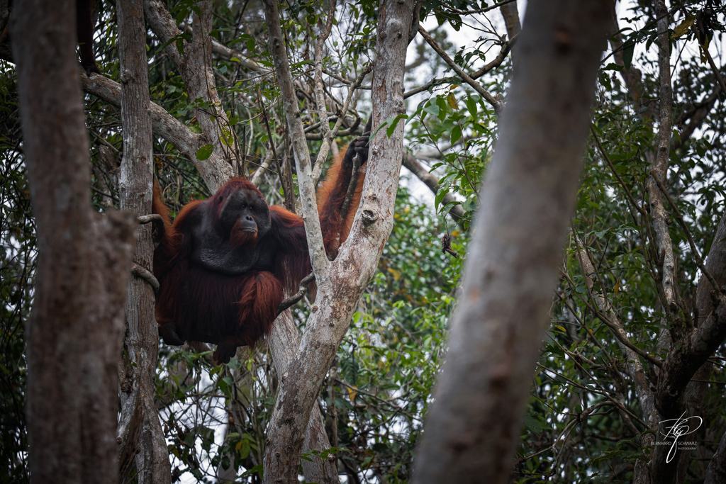BORNEO