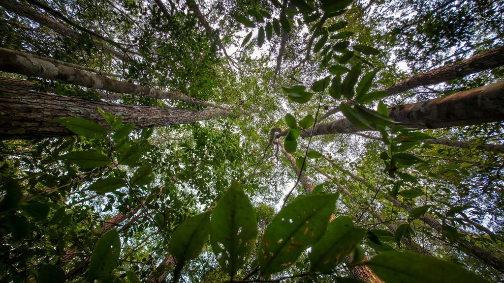 BORNEO