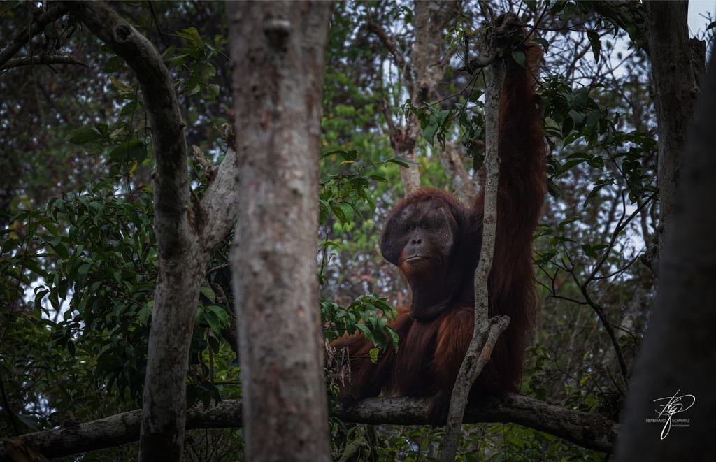 BORNEO