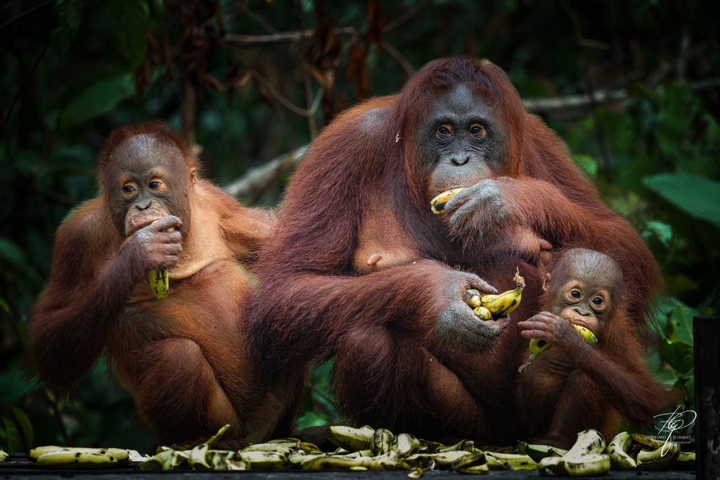BORNEO
