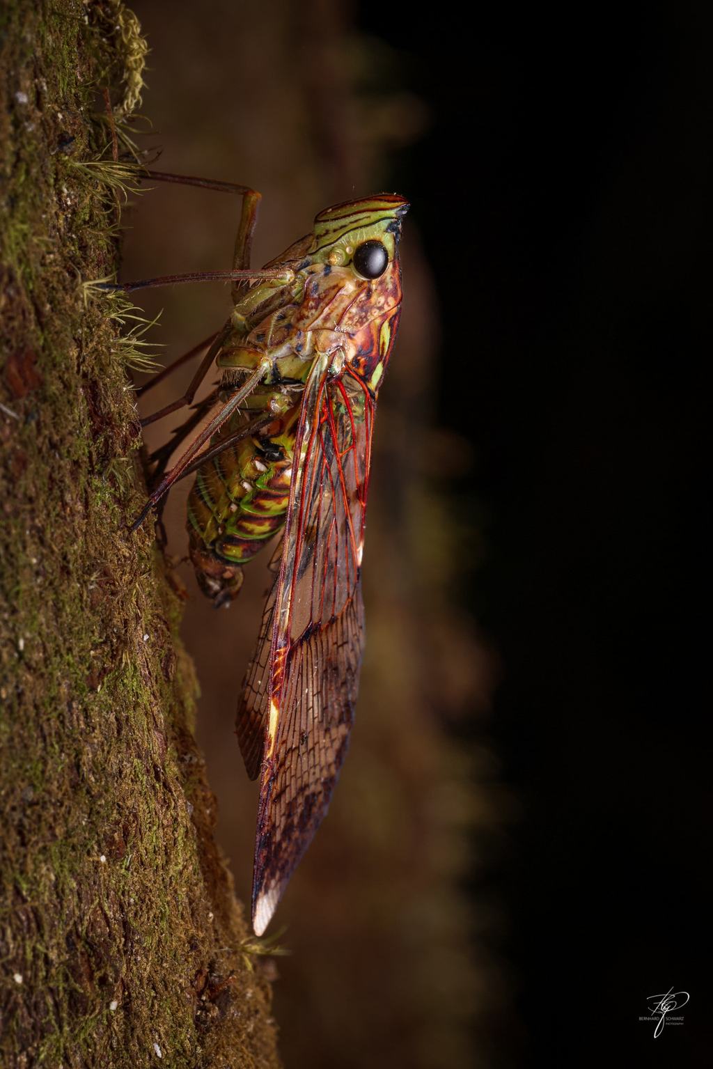 BORNEO