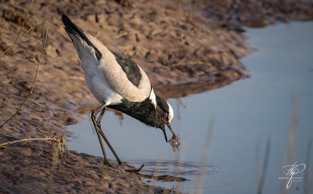Botswana