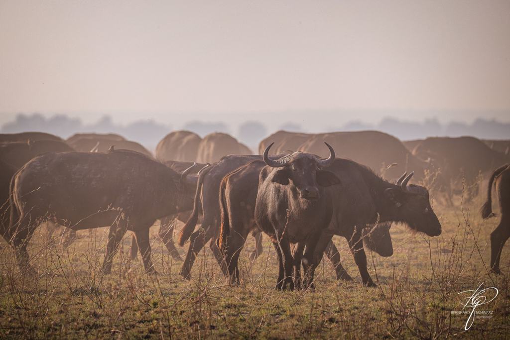 Botswana