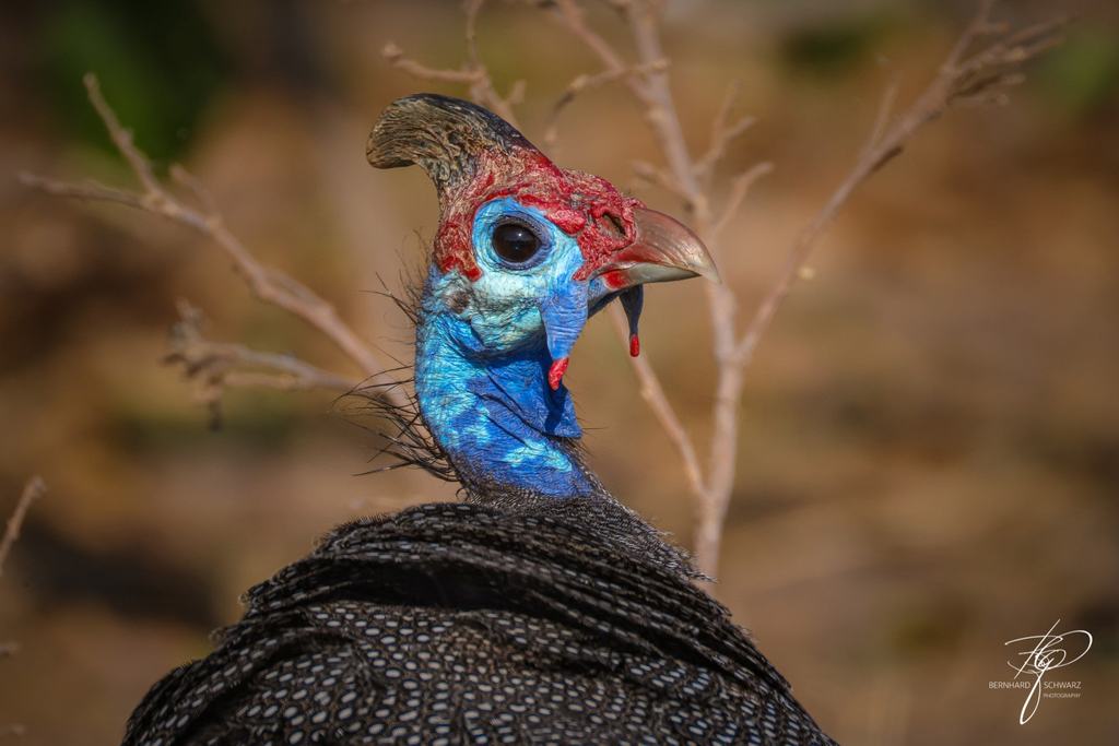Botswana