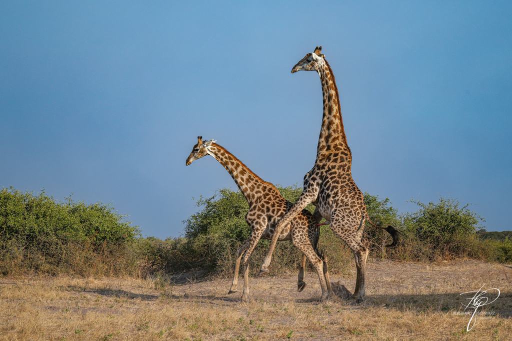 Sambia