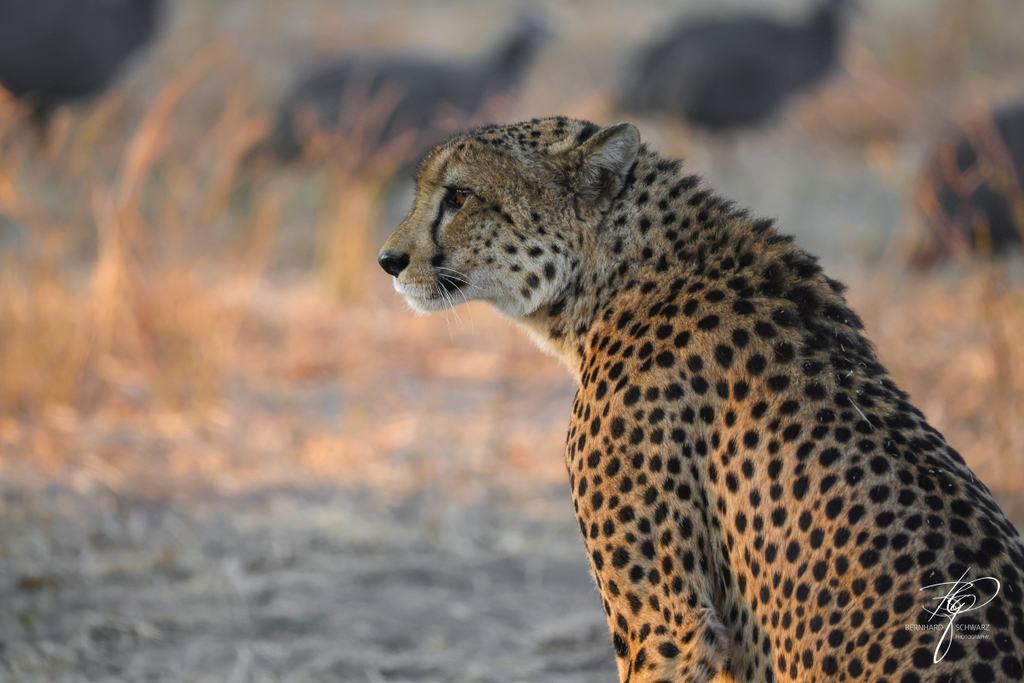 Botswana