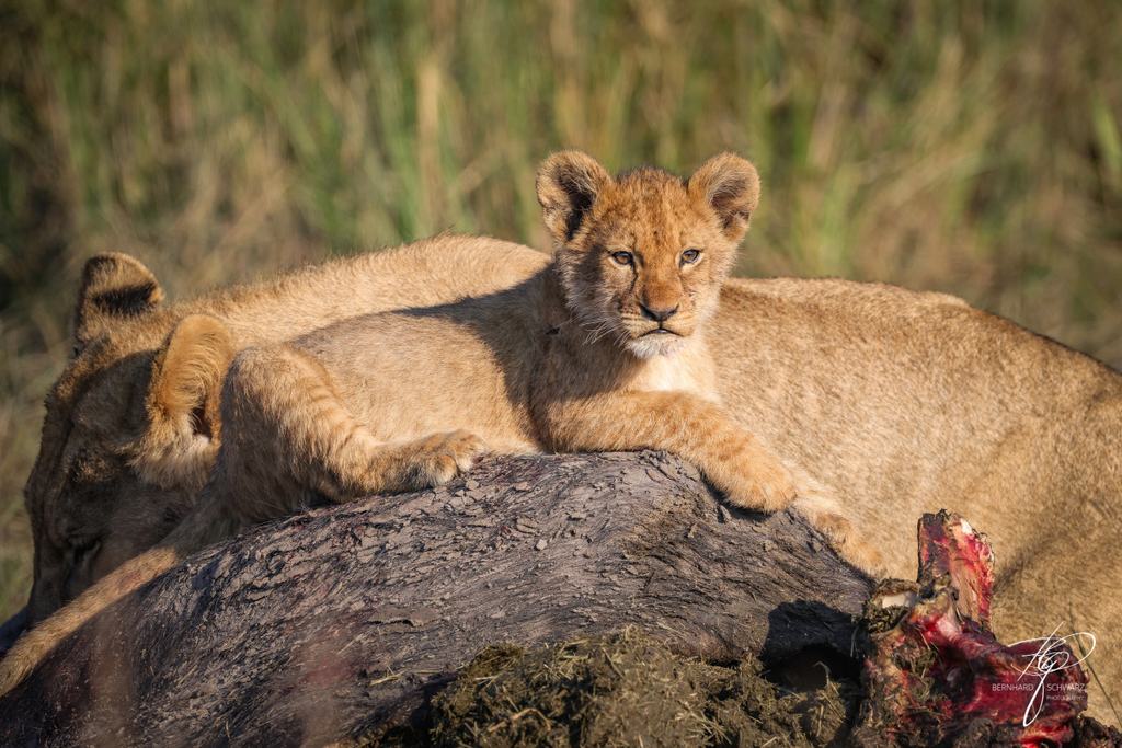 Botswana