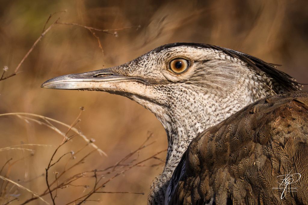 Botswana
