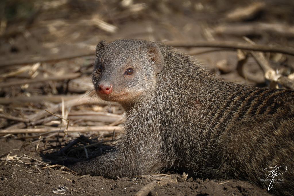 Botswana