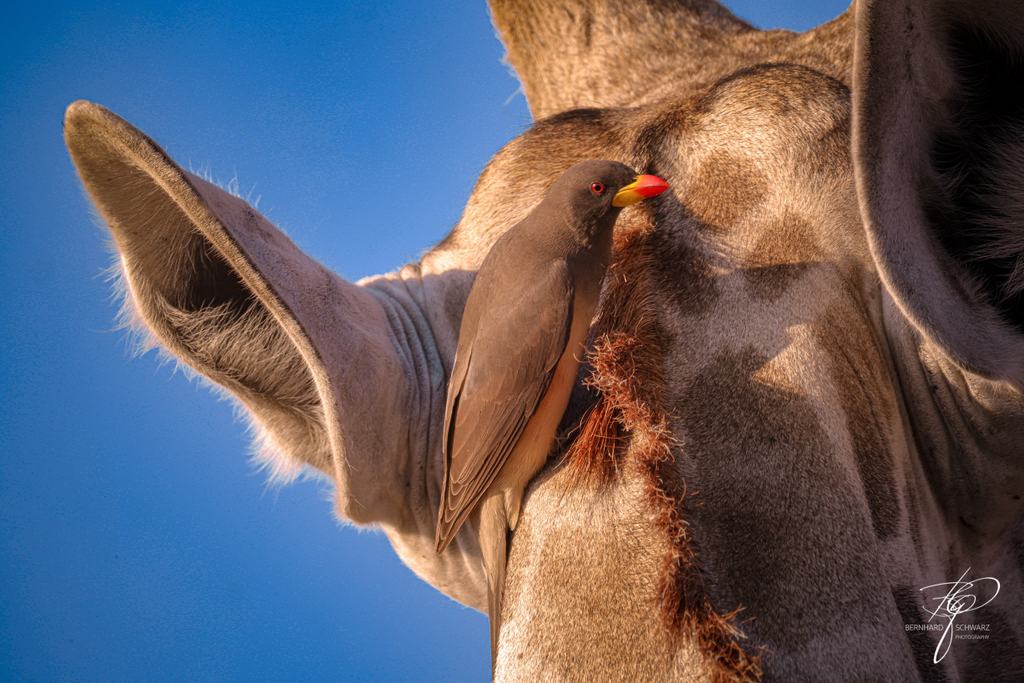 Botswana