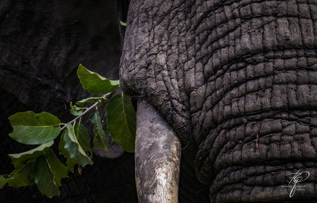 SAMBIA