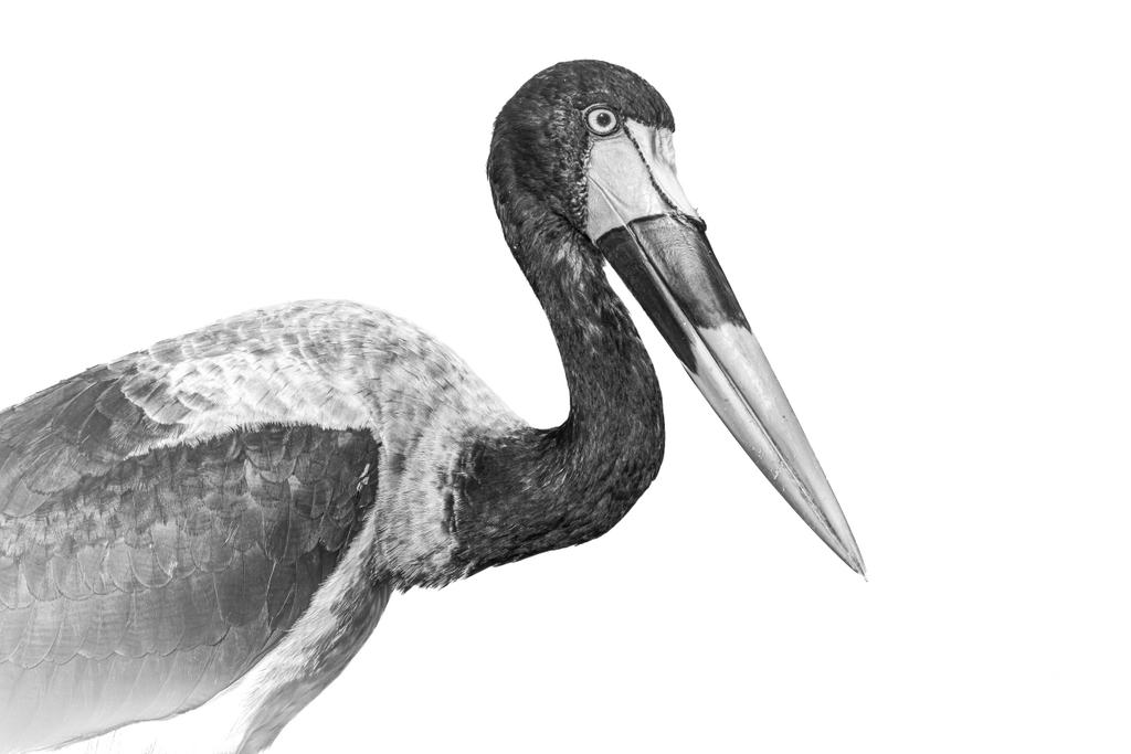 Sambia