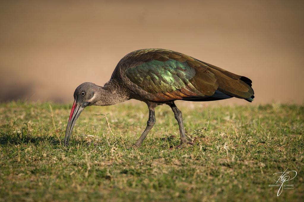 SAMBIA