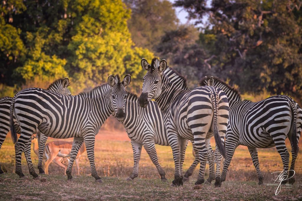 SAMBIA