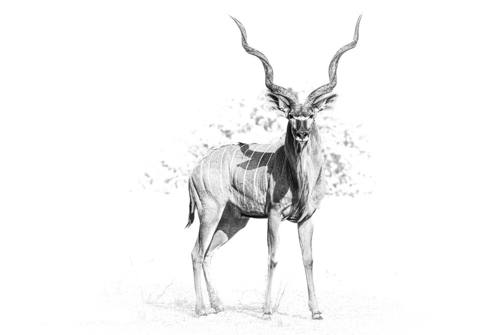 Sambia