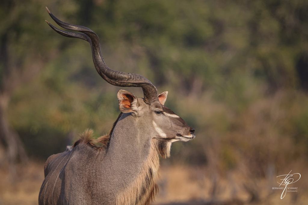 SAMBIA