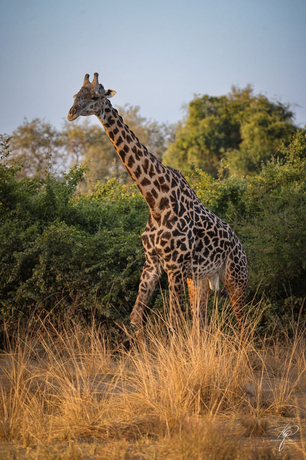 SAMBIA