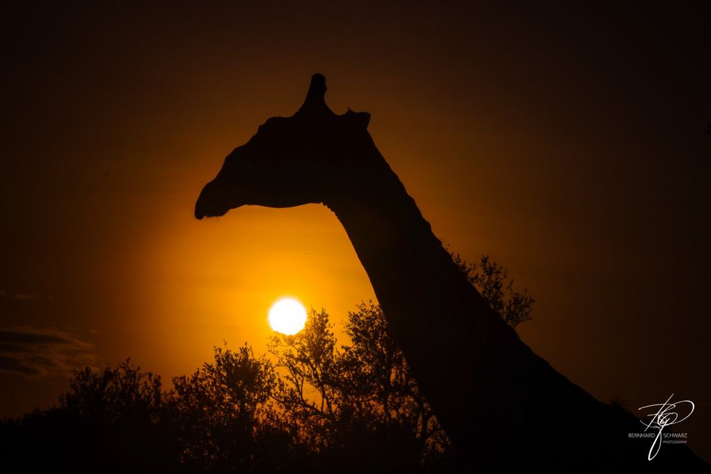 SAMBIA