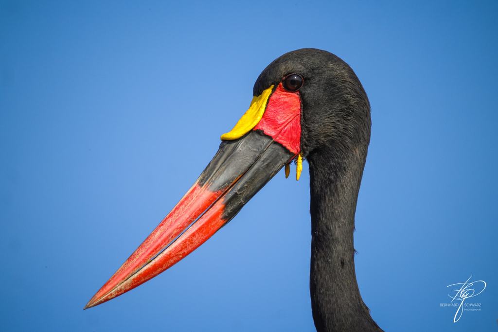 SAMBIA